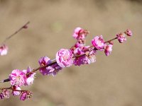 未開紅・・・不思議な色合い