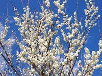 八重野梅・・・見事