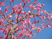 八重唐梅・・・綺麗な花模様