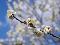 八重野梅・・・八重は華やかですね