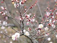 花香美・・・香りは気付かなかったな
