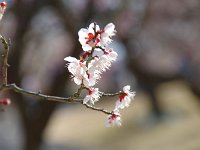 錦性雪灯篭・・・名前負け？