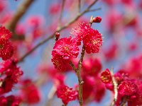 ナントモ艶やか！