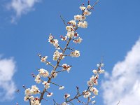 十郎・・・実を取る梅