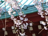 イイ風情に撮れてますね