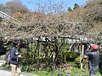 名物の木瓜です！