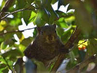 台湾リス・・・増えすぎて困っているとか？