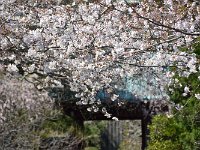 いい感じですね！　古都の春