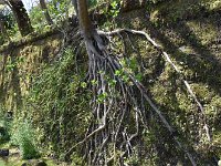 石垣にへばりつく木の根・・・生命力！