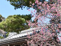 将に、新春の寺という風情