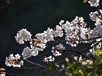 山桜かな