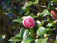 乙女椿・・・イイ色目