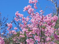 鮮やか！　躑躅です・・・