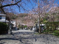 参道は桜並木