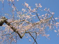 枝垂桜とか