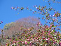 霞む新芽とのコラボ