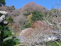 将に新緑の張る