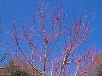 赤芽・・・見事な色