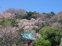 春爛漫の光則寺