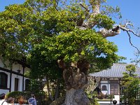 何とも、老獪な立ち姿