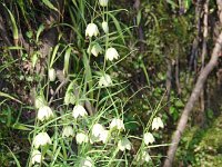 何とも可憐、密やか！