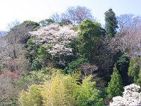 山桜かな