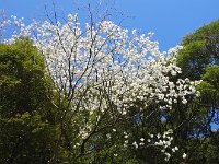 山桜が見事でした