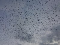 SA上空をムクドリが・・・