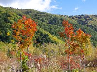 青空と紅葉のコラボ