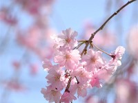 これより、ヒデくんの作品