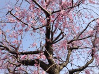 もう五分咲き？