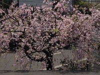 若葉が出てきました