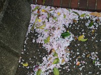 暴風で、花弁が山となりました！