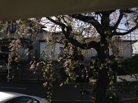 若葉が目立ってきました