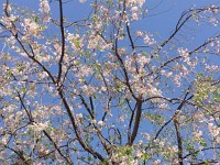 強風に耐えて！　今年は風の強い日が続き真下