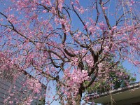 田中家の春爛漫