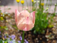 ひたち海浜公園を思い出します