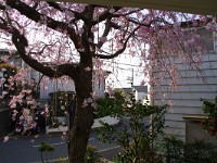 しっかり咲いてきました