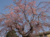 今年は、花芽が少ないですね！