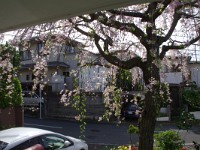 まだまだ、花芽は残っています！