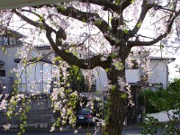 芝桜とのコラボ