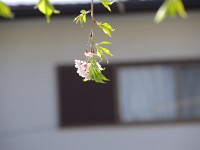 葉桜
