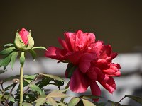 DSC 0412