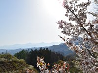 桜とアルプス