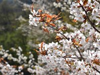 山桜