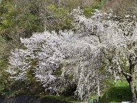 DSC 0523