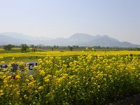 飯山の菜の花畑