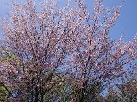 當に、満開！