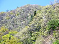 萌え出る新芽達