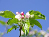 林檎の花